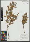 Foto von Salix alba subsp. vitellina (L.) Arcang.